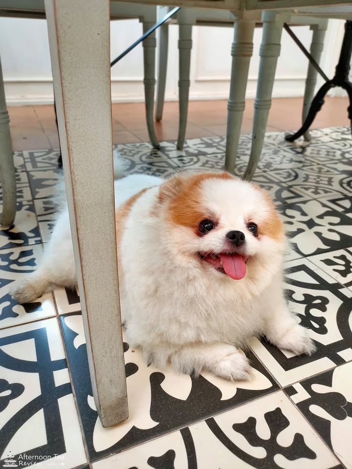 คุณลาเต้ 🐶 เรียกได้ น้องรับแขกเก่งมาก 🤣